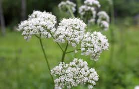 Valerian (valeriana officinalis)